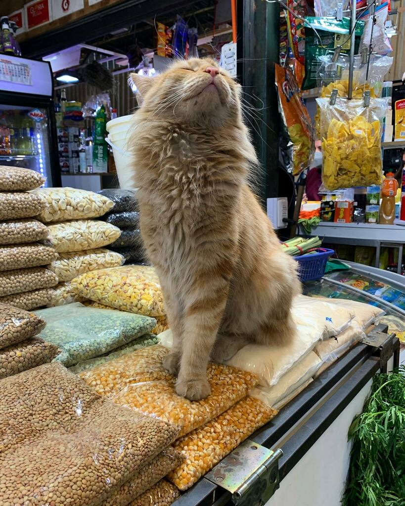 GatosdelaVega's tweet photo. Rufino es un súper galán del galpón Chacareros, cerquita del puesto de @manchi.manchita
Pronto nuevos productos en nuestra tienda! Si vieron el último video desde la Vega, está el adelanto!
#gatos #gatosdelavega #lavega #scl #recoleta #michis #cuchos #cats #catsofinstagra… https://t.co/XzYvCe7STa