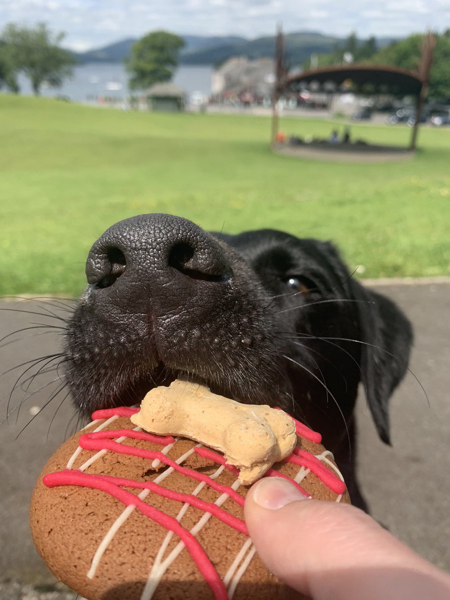 bowow_jack's tweet photo. Today is my 5th birthday. I’m pleased to report The Humans have spoiled me a lot #happybirthday #5today #dogsoftwitter #Labrador #LabradorsofTwitter #LakeDistrictHoliday https://t.co/HRxfqrPi3e