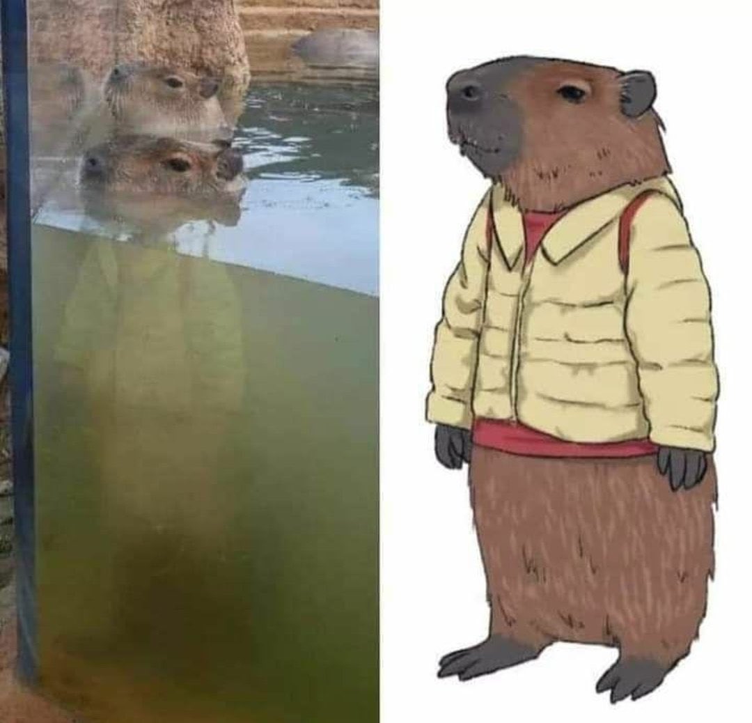 CAPYBARA MAN (@capybara_man) on Twitter photo 