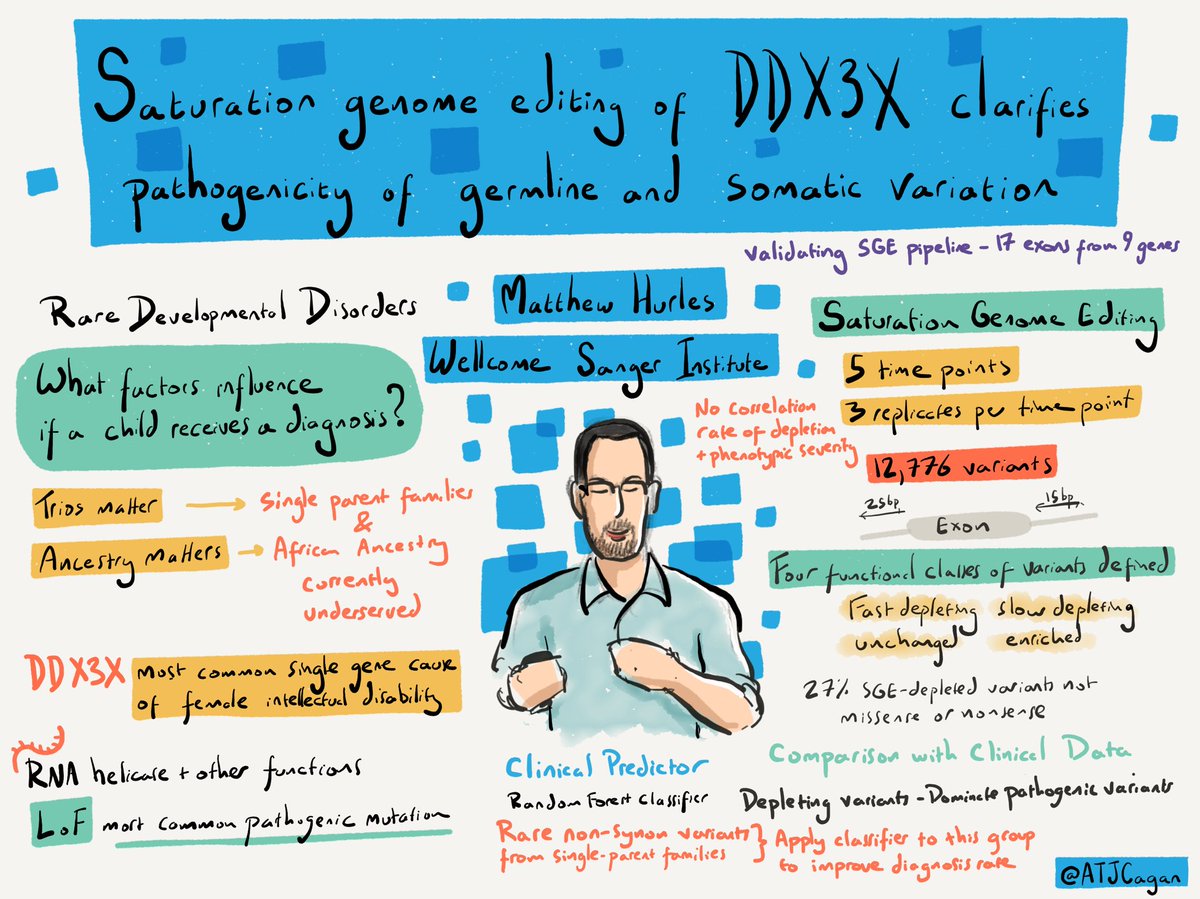 ATJCagan's tweet photo. Closing talk of #VariantEffect22 by @mehurles on saturation genome editing of DDX3X clarifies pathogenicity of germline and somatic variation https://t.co/jZvTBNCeQZ