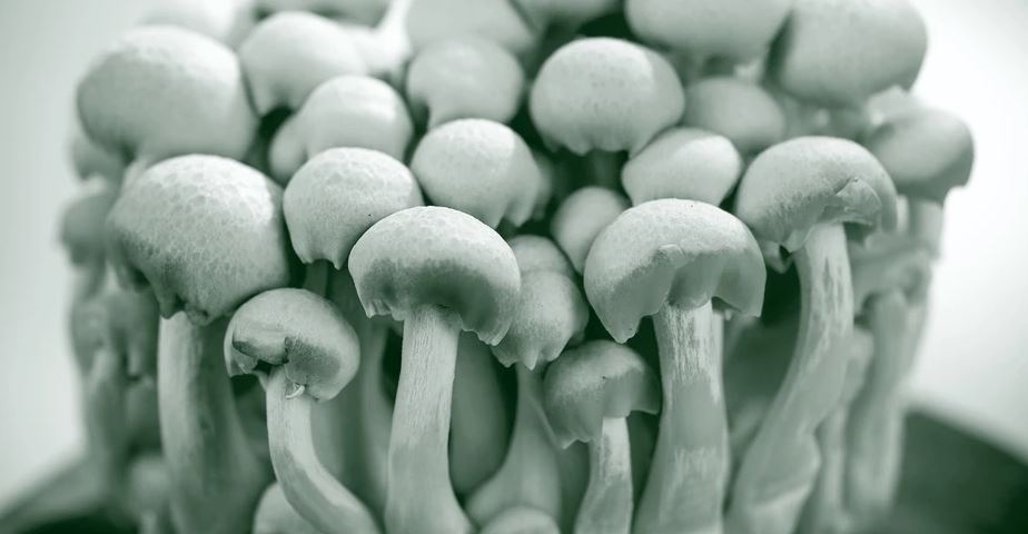 fp_coalition's tweet photo. New FootPrint Coalition #ScienceEngine grants focus on the magic of #mushrooms and other #fungi...READ MORE: https://t.co/TzkuPoaAPu https://t.co/mTVpNsqDyY