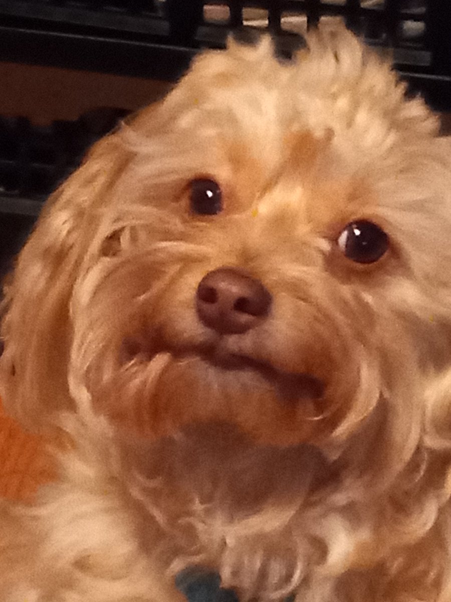 dmcorl tweet picture