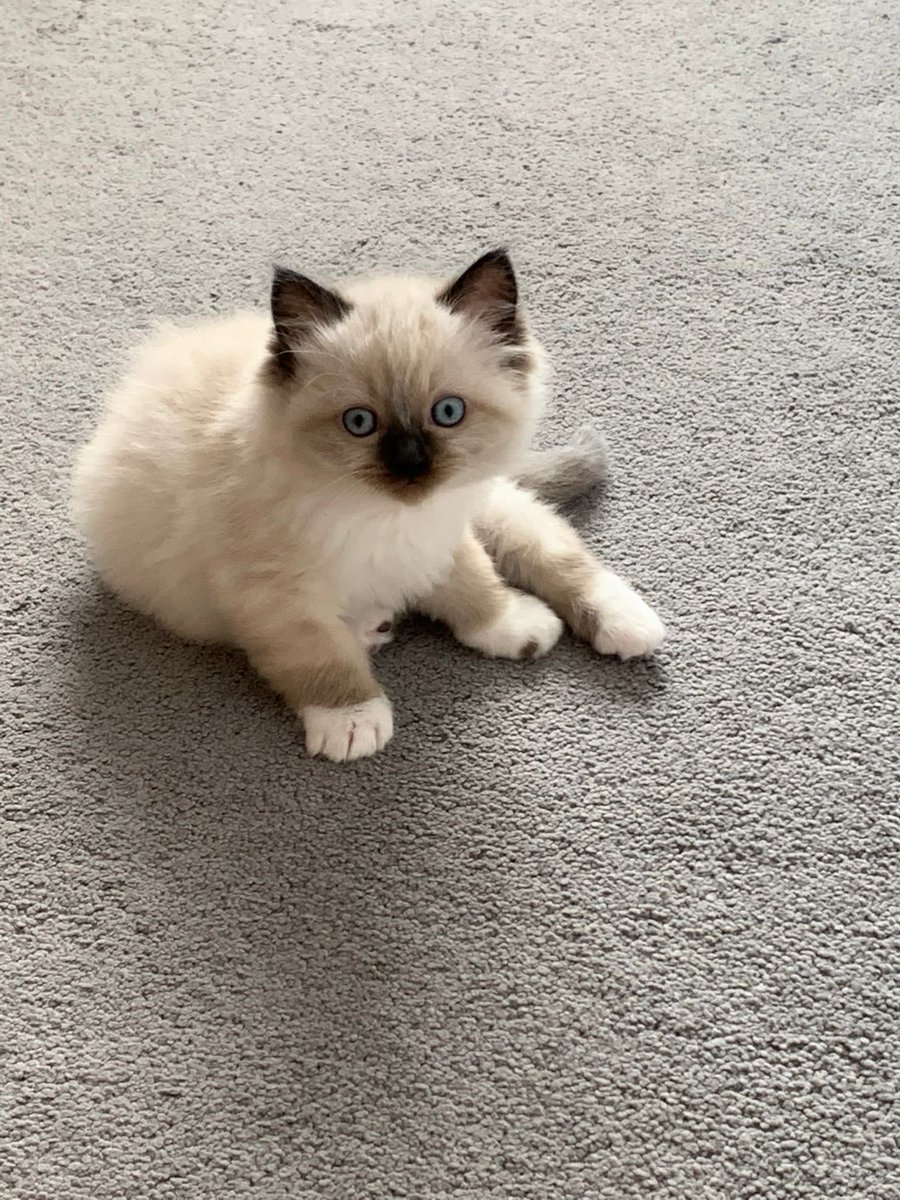 gale shackell tweet media