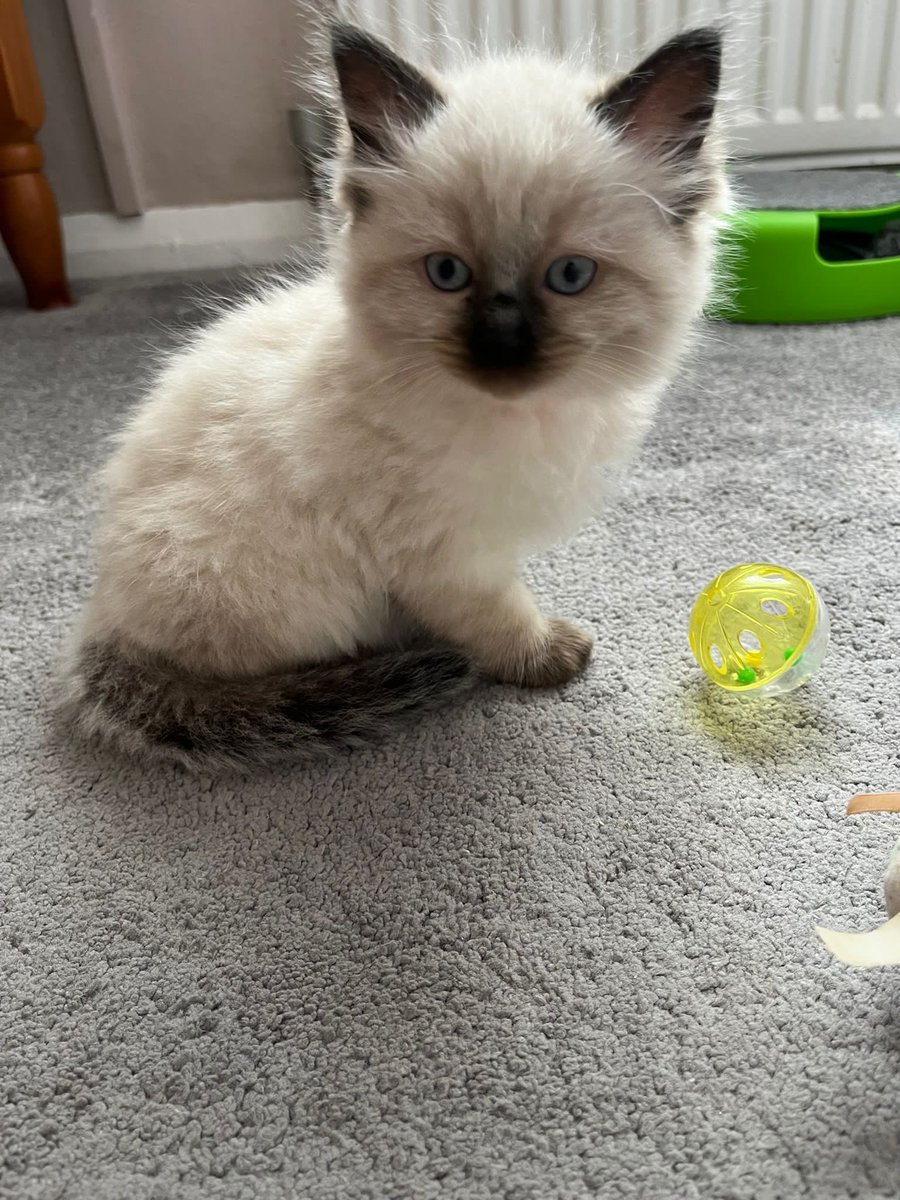 gale shackell tweet media