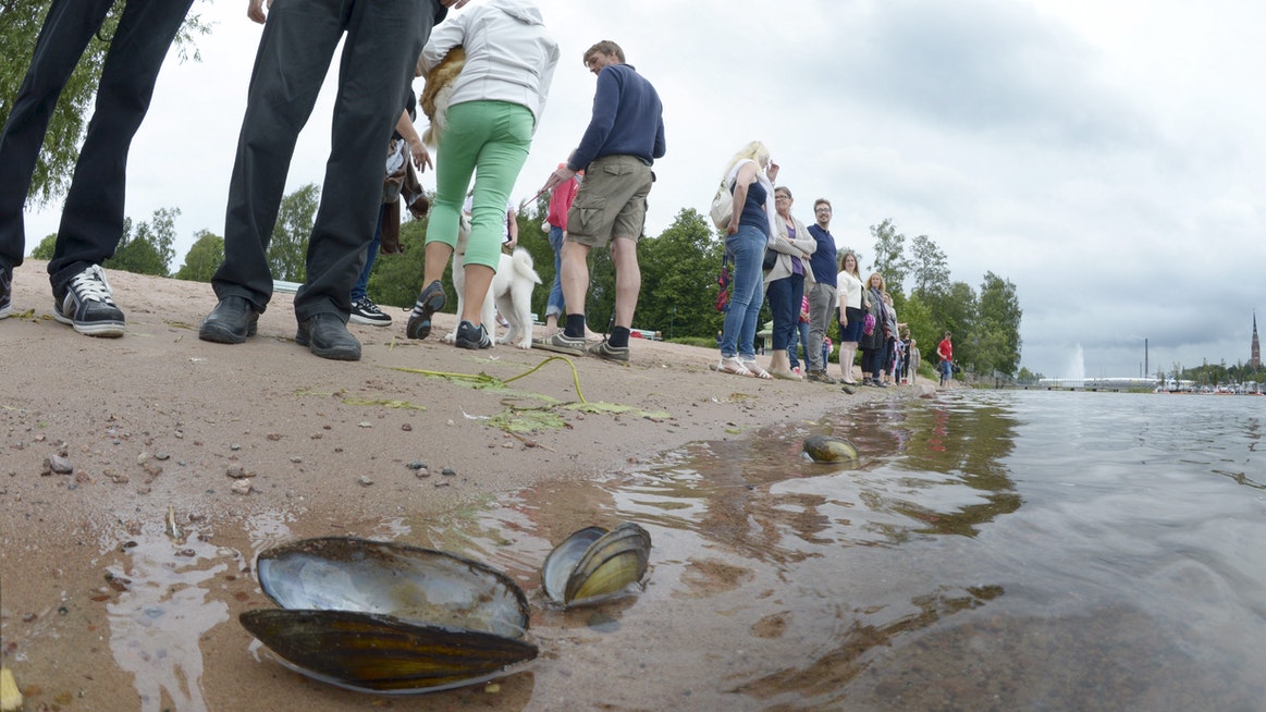 otusposti's tweet photo. "Mu Pori o kaunis"yhteisö järjesti 16.7.14 hiljaisen hetken Kokemäenjoen puolesta. Jokeen vuoti jättimäärä nikkelisulfaattiliuosta #NorilskNickel:in Harjavalta'tehtaalt.
LEHTIKUVA / MARTTI KAINULAINEN. https://t.co/c2U69MCyJs
#luontovahingot #simpukat
https://t.co/RmrdAchKDQ https://t.co/T84OVfqLWF