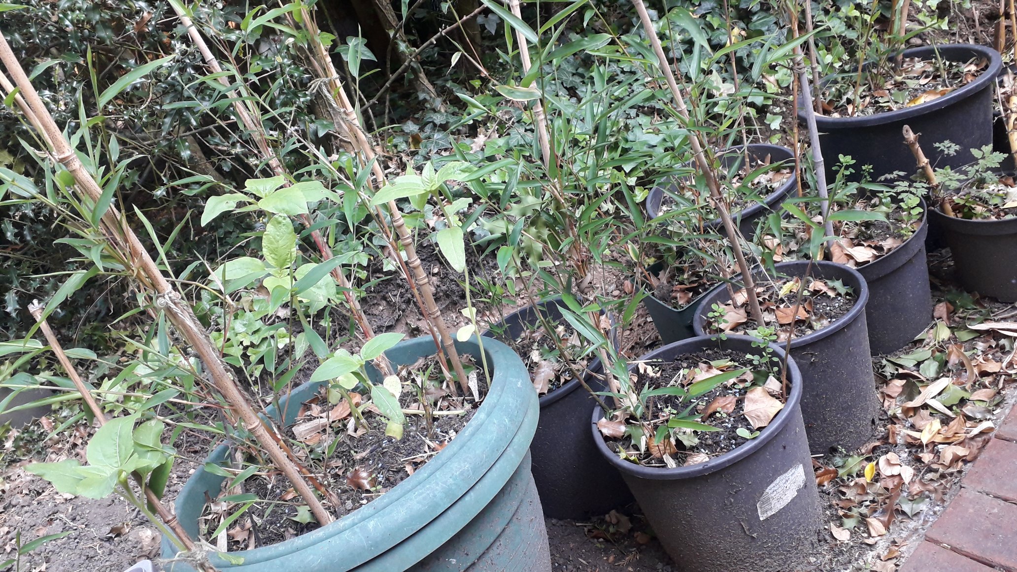 how to grow bamboo in pots