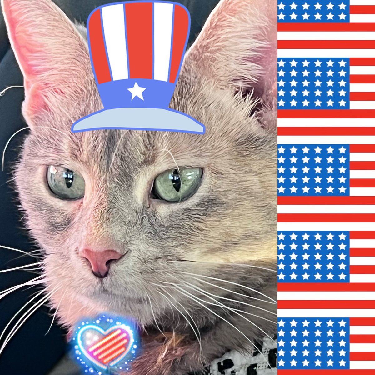 PrincessPWillow's tweet photo. 🔴Red ⚪️White &amp; 🔵PURRblue, this 👑😺Princess 💖loves 🇺🇸FURRflag Day!!! 😸How about you!!??  #flagday2022 #FlagDay #flag #photography #photo #tuesdayvibe #USA #Trending #viral #style #FYP #explore #life #Lifestyle #tvtime #photooftheday #tvtime #america #HappyFlagDay #TikTok https://t.co/B43r0gSDIv