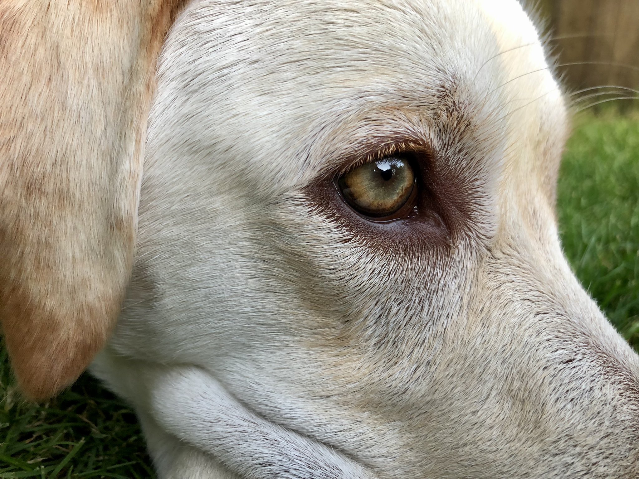 Why Do My Dogs Eyes Look Sunken