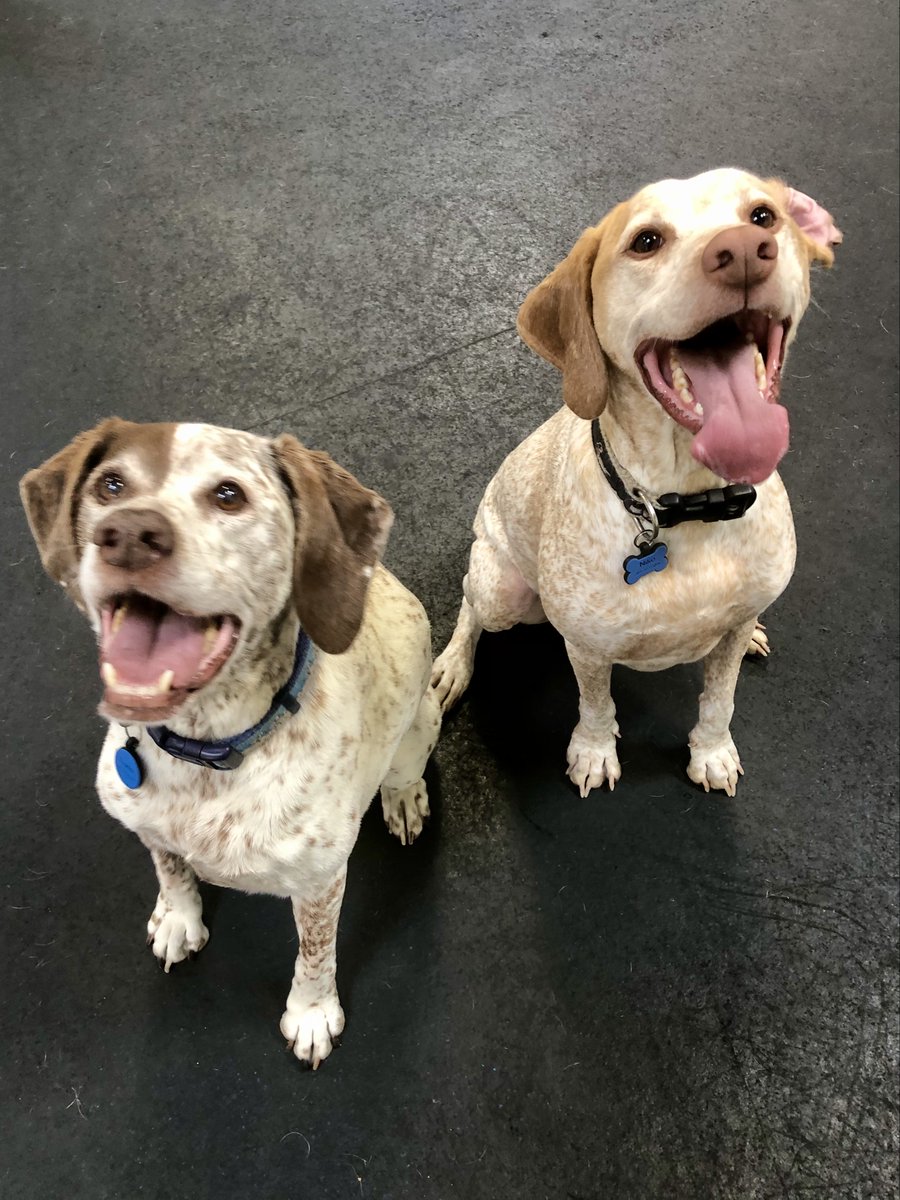 FrolickDogs's tweet photo. Dogs have been enjoying their time here since 2014! Make plans to visit our gym :) #FrolickDogs #AlexandriaDogs #AlexandriaPets https://t.co/KlBKQiI9qk