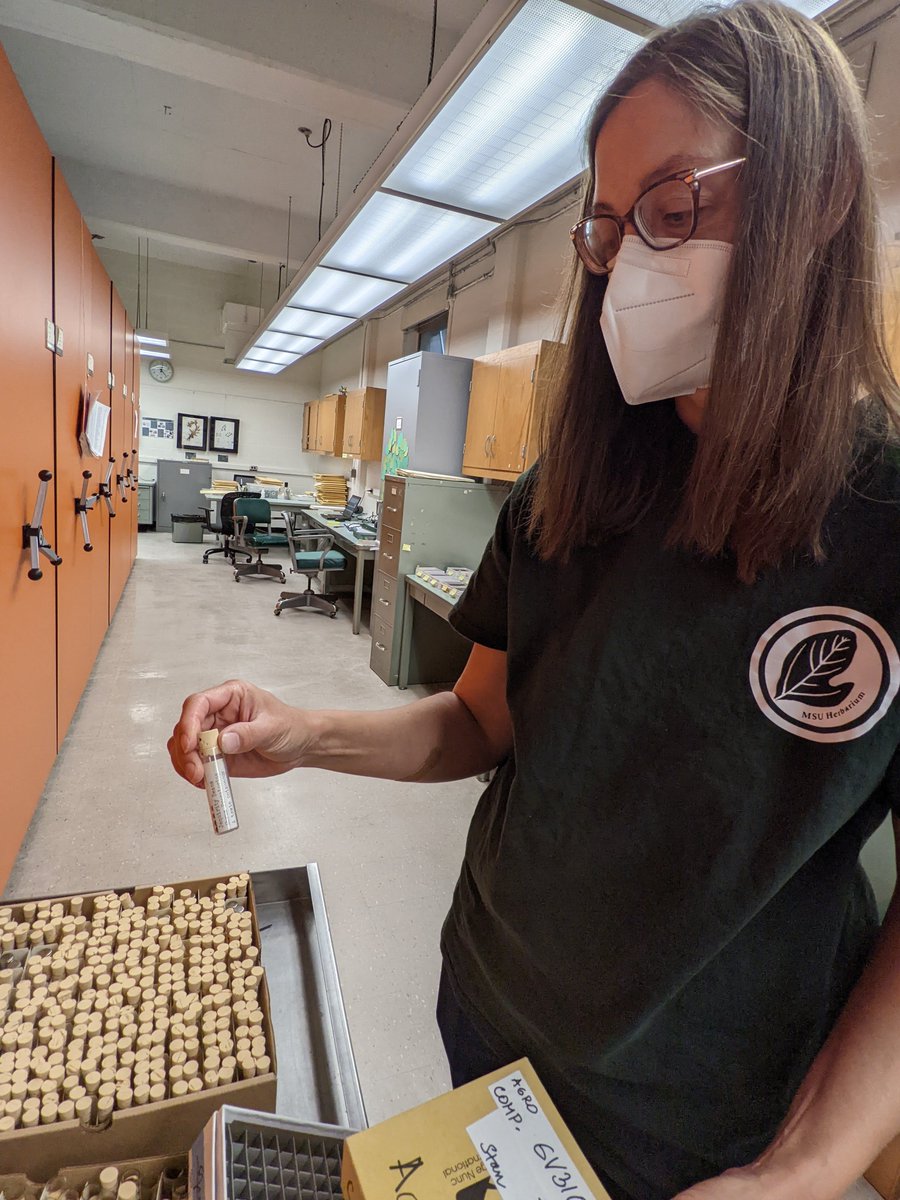 MSU_Herbarium's tweet photo. Jack and Jackie sorting ~4200 seed vials. Since the cabinet they were in got wrecked by water, we're integrating them into the collection. Lucky they mostly stayed sealed! Hundred year old corks hold up well. #seedviability #herbarium #specimens #curation https://t.co/1GxoQqXXSJ