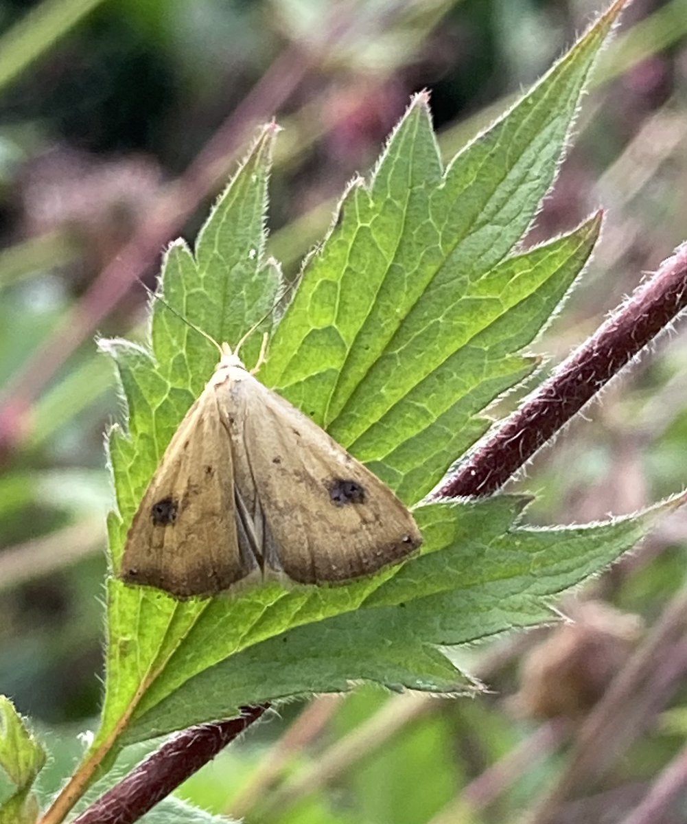 Celia Hart tweet media