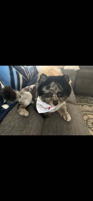 Watch Dillion Harper's leaked NSFW photo on TwXstars