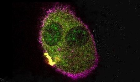 Michal Tal, PhD tweet media