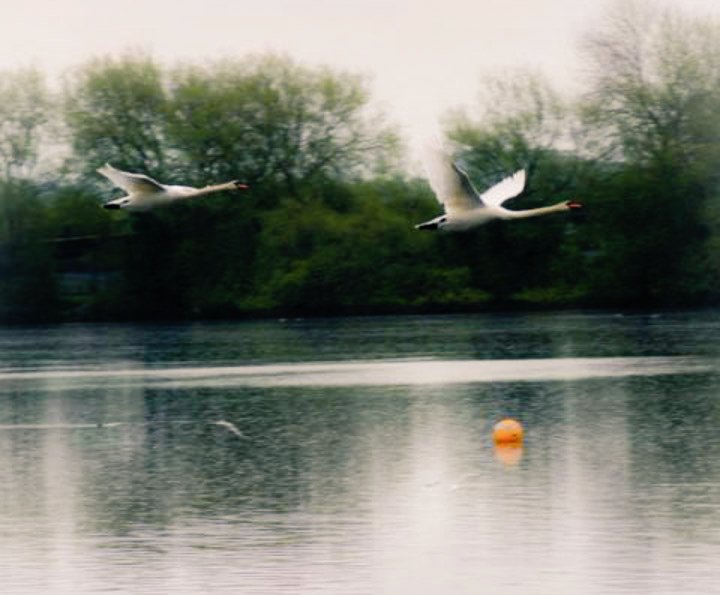 MelodyG23316922's tweet photo. #flyingswans 
#Swans 
#photo https://t.co/Tm0VmalYre