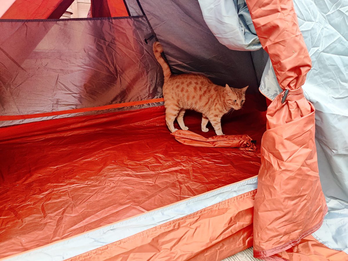 My cat inspecting my tent for <a href="/emfSpiders/">EMF Spiders</a>