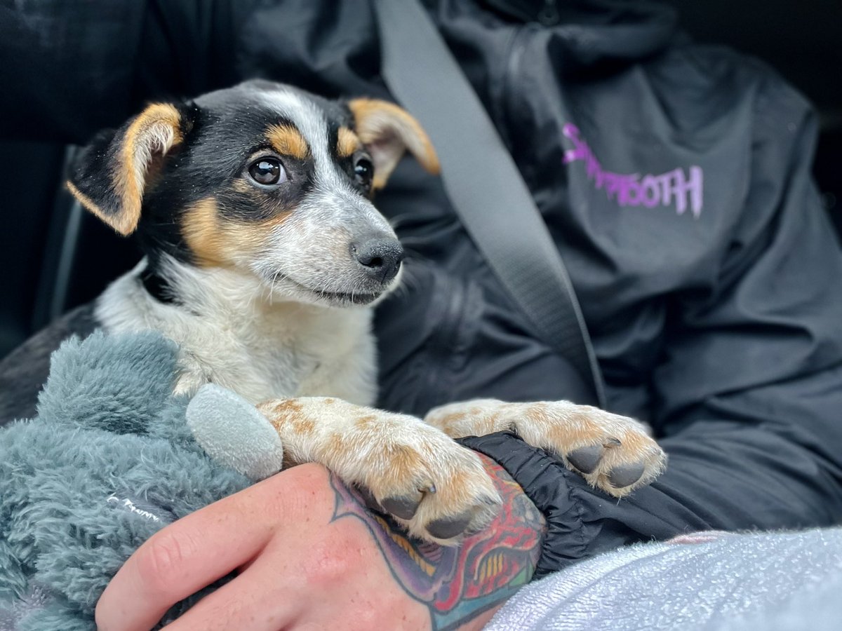AlexSayti's tweet photo. I’m a dog dad now 🖤👾🐶 https://t.co/UgzmCnNHWp