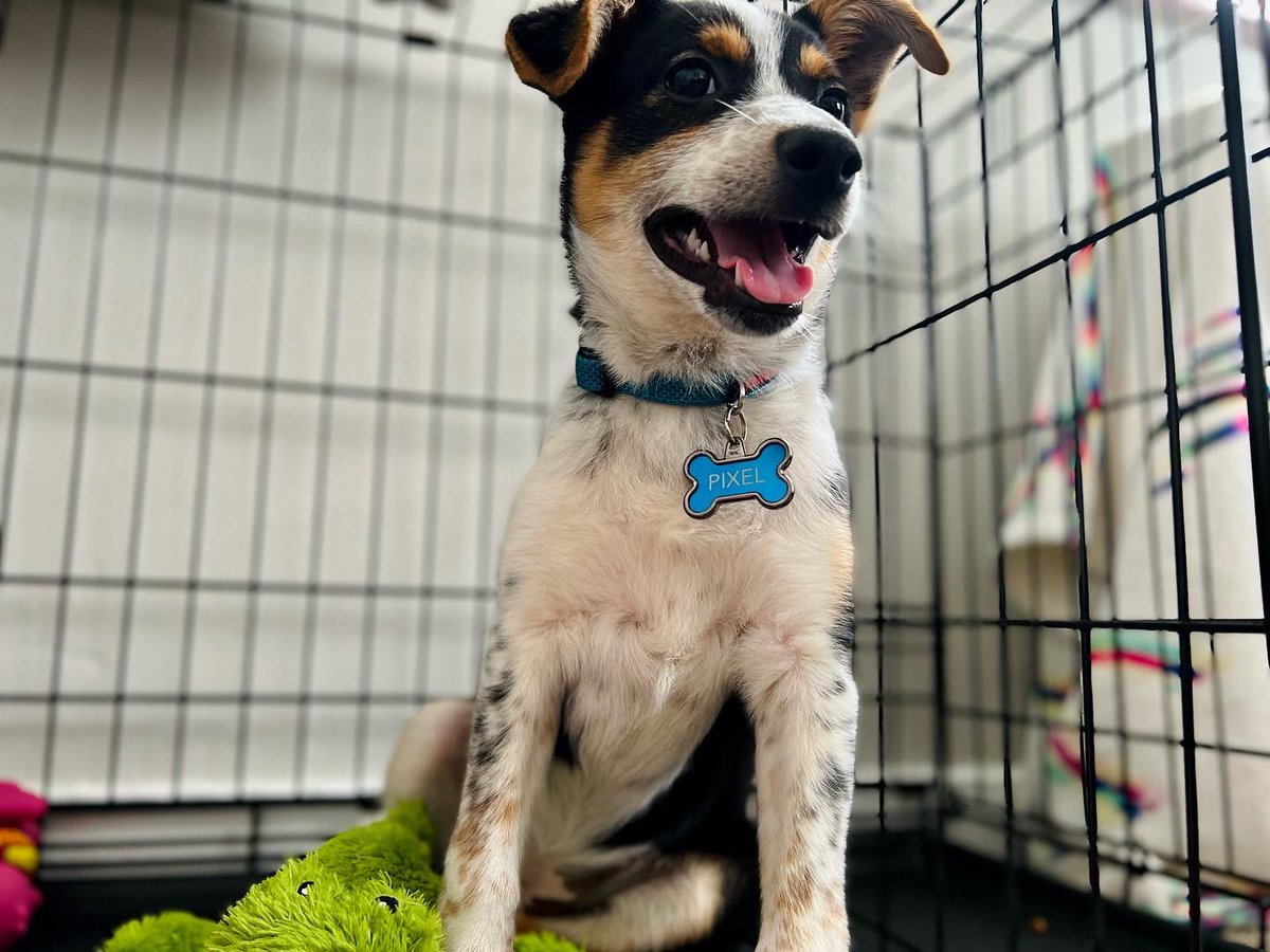 AlexSayti's tweet photo. I’m a dog dad now 🖤👾🐶 https://t.co/UgzmCnNHWp