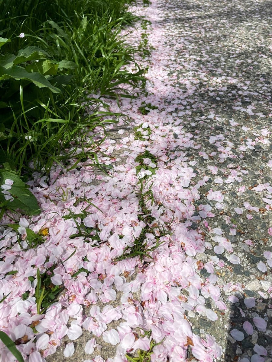 shellymurphy16's tweet photo. The flower language of cherry blossoms is the beauty of life, happiness, enthusiasm, purity, nobility and spirituality. I hope to appreciate its beauty in 2023 https://t.co/YwCfeOnneW