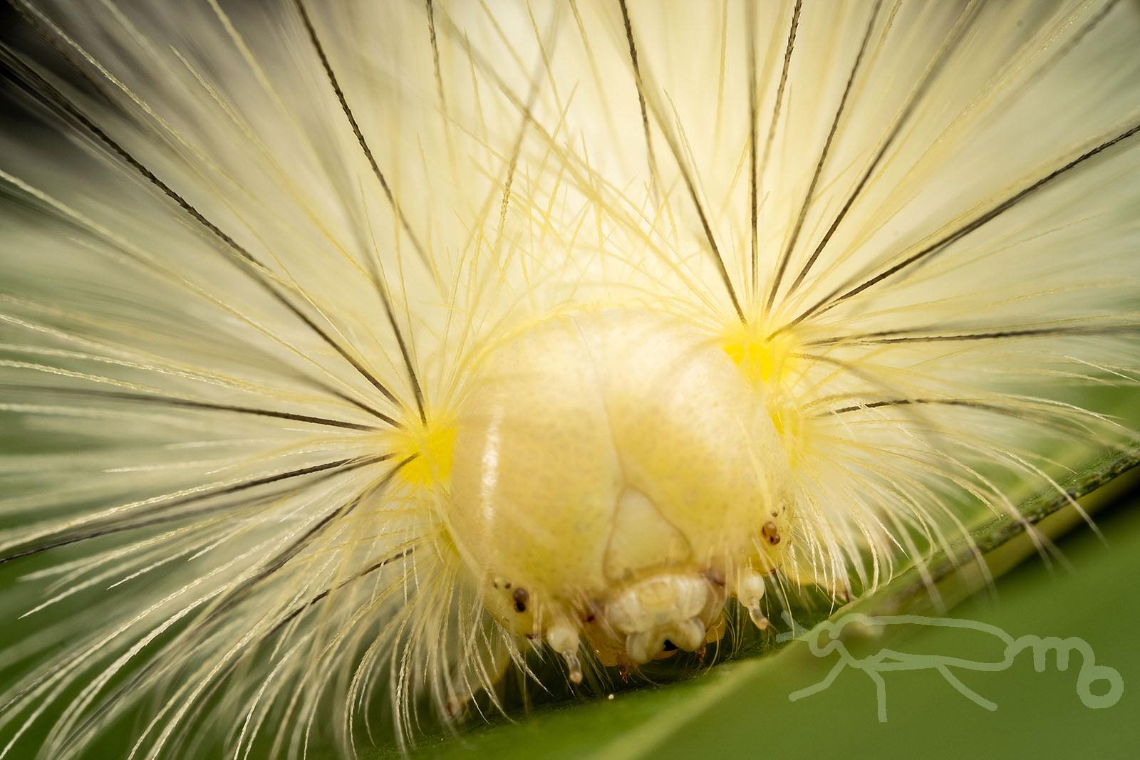 Mouuuusa リンゴドクガの終齢幼虫 脱皮してから２日 色が濃くなってきました 正面顔はライオンだ しっぽもかわいいぞ T Co Qhgox2r1cq Twitter