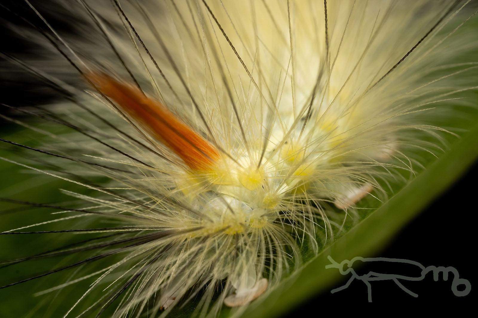 Mouuuusa リンゴドクガの終齢幼虫 脱皮してから２日 色が濃くなってきました 正面顔はライオンだ しっぽもかわいいぞ T Co Qhgox2r1cq Twitter