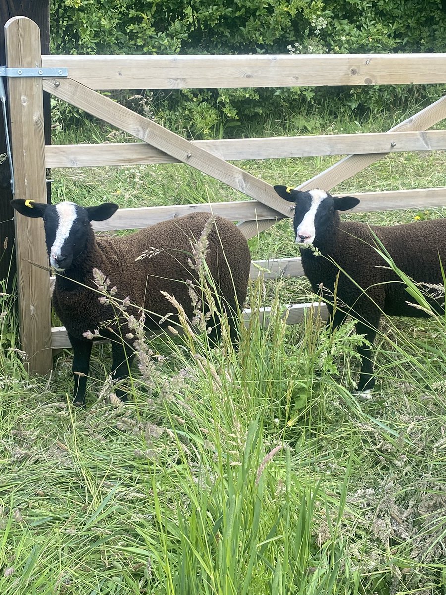 SteffBeamis's tweet photo. The sheeps are here #lambs #britishfarming #lincolnshirefarm https://t.co/fYqyJZz8Cb
