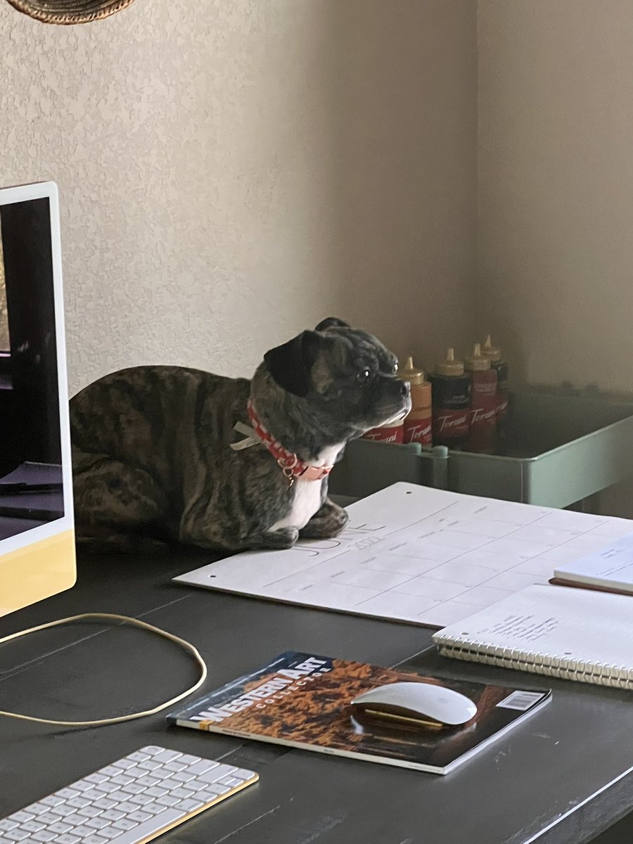 TheRodeoMrs's tweet photo. got another dog…are we sure it’s not a cat? https://t.co/Jv6UeX2efg