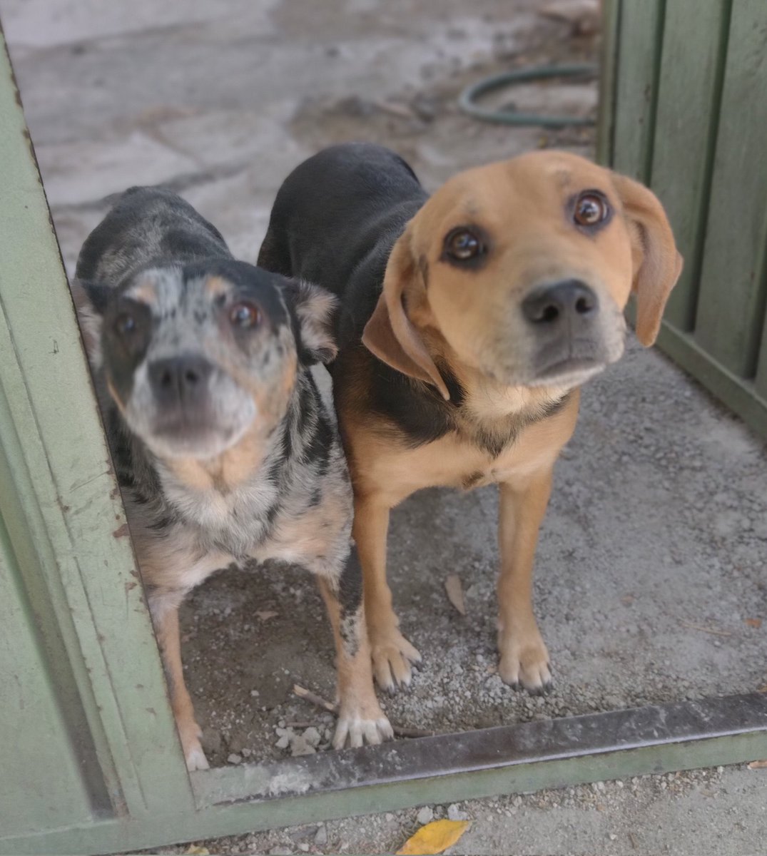 Alina_Gag's tweet photo. “Hola! Soy una perrita pastora australiana. Tengo un añito. Y ella es mi hermana. Siempre hemos estado juntas. Nos están buscando un hogar porque vivimos en una casa en la que nos pegan todo el tiempo… nos duele mucho 😢 una vecina nos escuchó llorar y prometió sacarnos de ahí https://t.co/twtAU39BAm