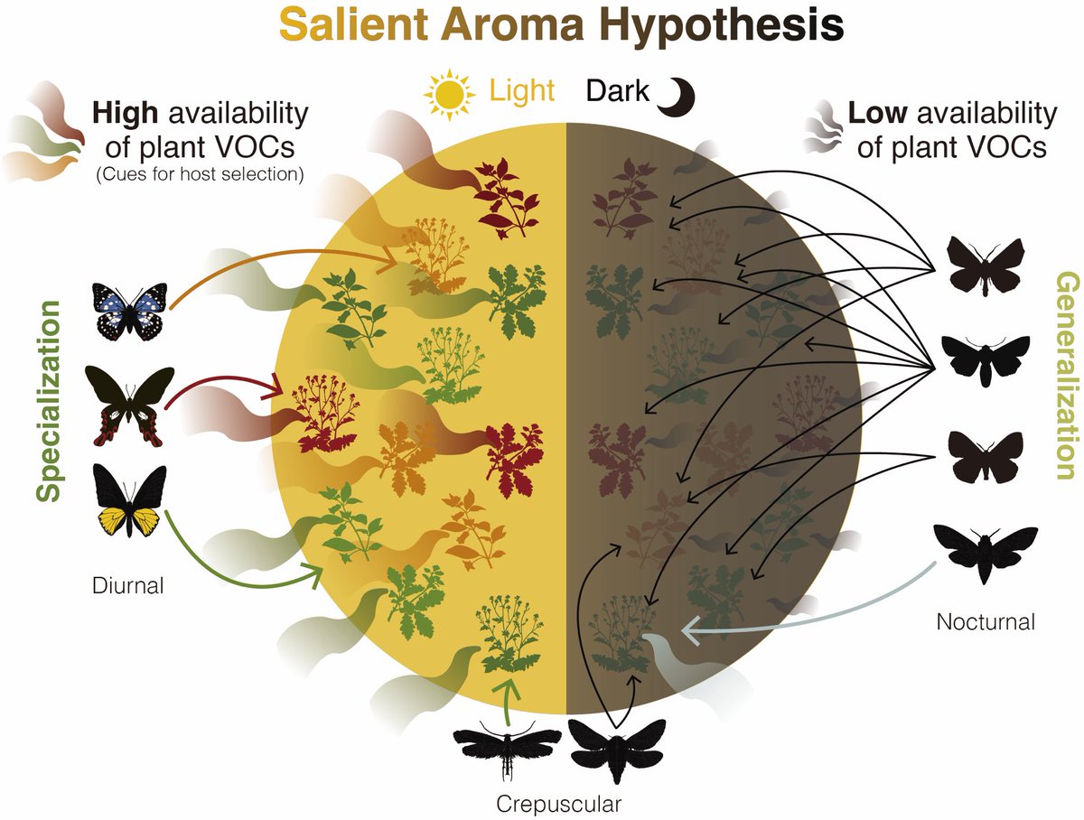 Po-An Lin (@poan_lin) on Twitter photo A new hypothesis of herbivore host range evolution!!! Many thanks to everyone involved. <a href="/researchsquare/">Research Square</a> Coevolution of Lepidoptera and their host plants: The Salient Aroma Hypothesi researchsquare.com/article/rs-170… #butterfly #moth #plantvolatiles A new hypothesis of herbivore host range evolution!!! Many thanks to everyone involved. <a href="/researchsquare/">Research Square</a> Coevolution of Lepidoptera and their host plants: The Salient Aroma Hypothesi researchsquare.com/article/rs-170… #butterfly #moth #plantvolatiles