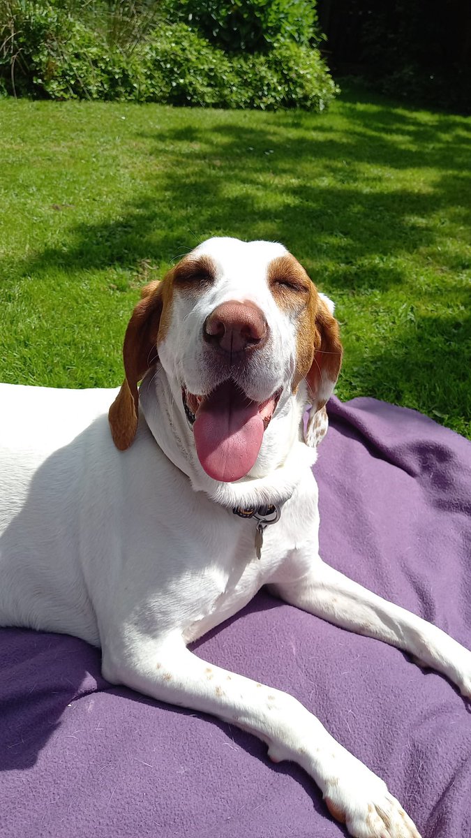 Lunadog01's tweet photo. My photographer has been rubbish lately but here I am! Smiling in the sunshine! Love the warm weather in England, it reminds me of where I can from - Spain 🇪🇸 #dog #sunshine #britishsun https://t.co/irs6De4LqL