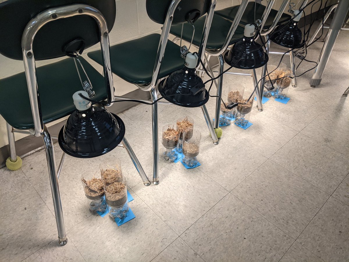 In <a href="/kcollazo/">Kim Collazo</a> and <a href="/scobbs92/">Sarah Cobbs</a> MCS STEM Camp room today they built berlese funnels to flush out micro composers. By the end of the week, campers will put the critters under the microscope to see who is making our dirt in the sandhills. <a href="/MCSDigital/">Moore County Digital</a>