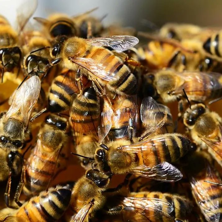 "Ted had only put a handkerchief over his head where the hat should go in the bee-mask, and the bees crawled into his hair, and he flew off with half-a-dozen stings." Sylvia Plath and her husband Ted's experience as new beekeepers moving a hive, 1962 😳 #SylviaPlath #bees #apairy