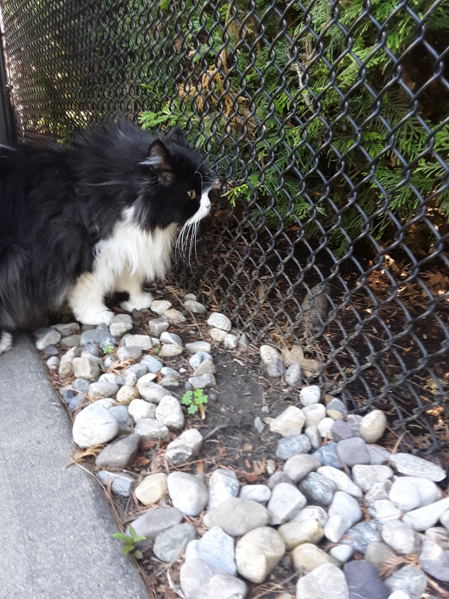 Mr.Jingles (MrJingle_Cat) / Twitter