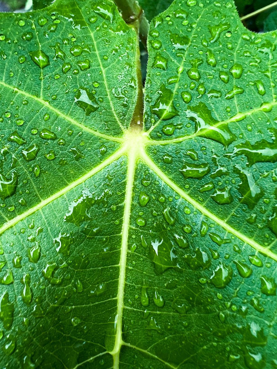 I love the way water looks on leaves after it rains. #shotoniphone
#shotwithiphone