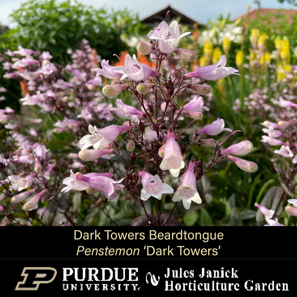 PurdueHortLA's tweet photo. The blooms are back at the Jules Janick Horticulture Garden!
* Royal Sunset LA Lily
* Flamingo Red Hot Poker
* Dark Towers Beardtongue
*Zagreb Threadleaf Coreopsis
#JJHGTuesday #PurdueHLA #PurdueAg #PicturePurdue #Horticulture #FlowersMakeMeHappy #PlantLove #GardenInspiration https://t.co/Lbnwvdouzj