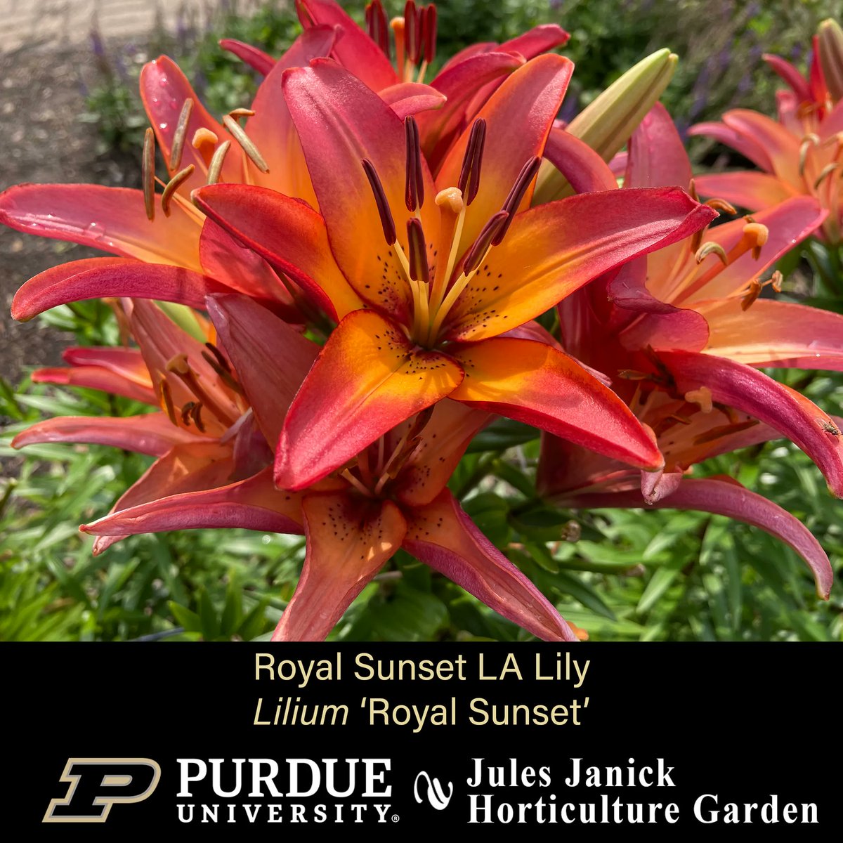 PurdueHortLA's tweet photo. The blooms are back at the Jules Janick Horticulture Garden!
* Royal Sunset LA Lily
* Flamingo Red Hot Poker
* Dark Towers Beardtongue
*Zagreb Threadleaf Coreopsis
#JJHGTuesday #PurdueHLA #PurdueAg #PicturePurdue #Horticulture #FlowersMakeMeHappy #PlantLove #GardenInspiration https://t.co/Lbnwvdouzj