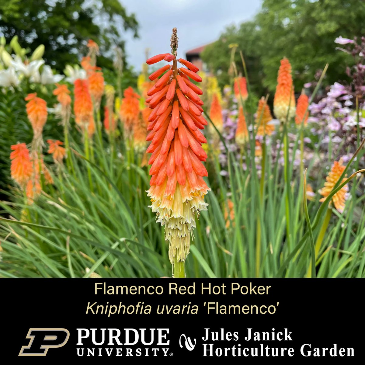 PurdueHortLA's tweet photo. The blooms are back at the Jules Janick Horticulture Garden!
* Royal Sunset LA Lily
* Flamingo Red Hot Poker
* Dark Towers Beardtongue
*Zagreb Threadleaf Coreopsis
#JJHGTuesday #PurdueHLA #PurdueAg #PicturePurdue #Horticulture #FlowersMakeMeHappy #PlantLove #GardenInspiration https://t.co/Lbnwvdouzj