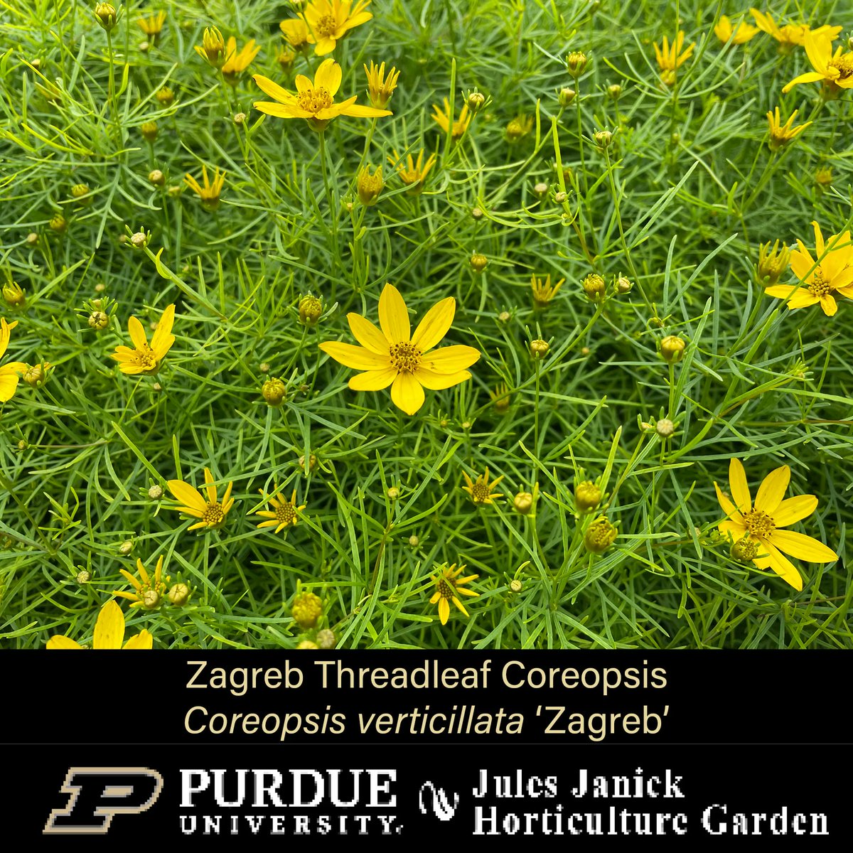 PurdueHortLA's tweet photo. The blooms are back at the Jules Janick Horticulture Garden!
* Royal Sunset LA Lily
* Flamingo Red Hot Poker
* Dark Towers Beardtongue
*Zagreb Threadleaf Coreopsis
#JJHGTuesday #PurdueHLA #PurdueAg #PicturePurdue #Horticulture #FlowersMakeMeHappy #PlantLove #GardenInspiration https://t.co/Lbnwvdouzj