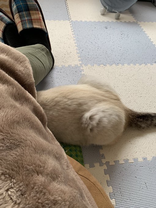 家猫修行中のtwitterイラスト検索結果