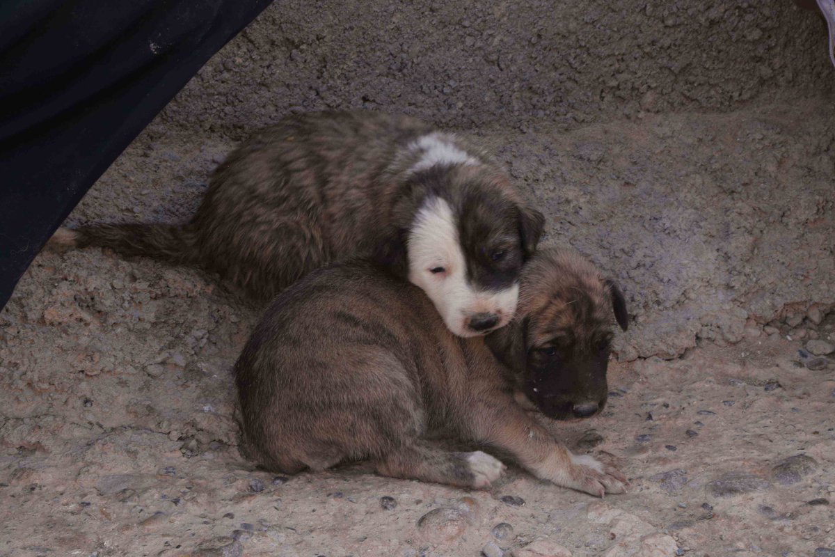 What is their sin ?
 Why do they have to endure the pain ? 
Who is responsible for this crime ? 
IS HUMANITY BEING DESTROYED ?...
#DogsofTwittter #AnimalLovers #NFTCommmunity