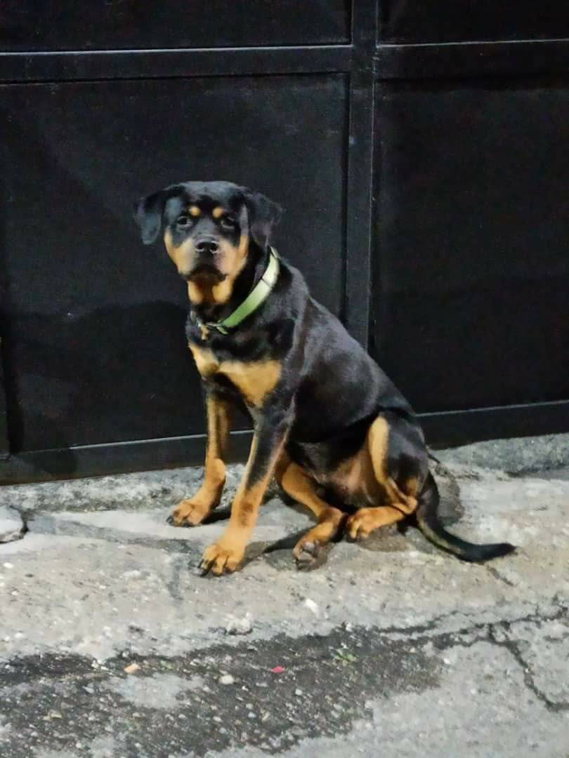 PerroUsuario's tweet photo. ATENCIÓN MANZANARES - BARUTA
Busca a su familia...  Ya fue resguardado
#Difundir
04126203116 https://t.co/VNREbgHJ5F