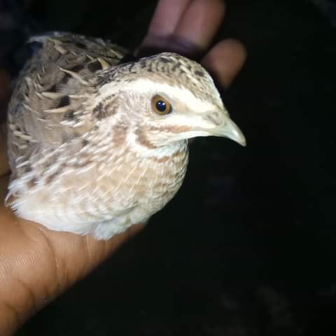 Bajoga_aleeu's tweet photo. Common Quail Coturnix are Uncommon or rare to locally fairly common paleartic visitor.
#Jajere #Yobe State scrub bushes. #APLORI 
#NiBAPEXPLORER
@LekkiBirdClub @BirdWatchingMag @global_birding @BESNet_UNDP @GlobalECCI @YerwaExpress @IPBES @NigeriaParks @aplori_org https://t.co/nMzCz3J7Xr