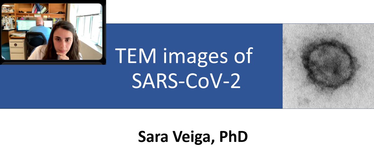 svploeg's tweet photo. There are times when we spread our wings and apply our expertise beyond cancer & EVs
@sciencysara did a fantastic job sharing her recent imaging data of SARS-CoV-2 with the @NIH #RADxRad Scientific Steering Committee today. Thank you Dr. Veiga for representing the team so well! https://t.co/reJueoxuKH