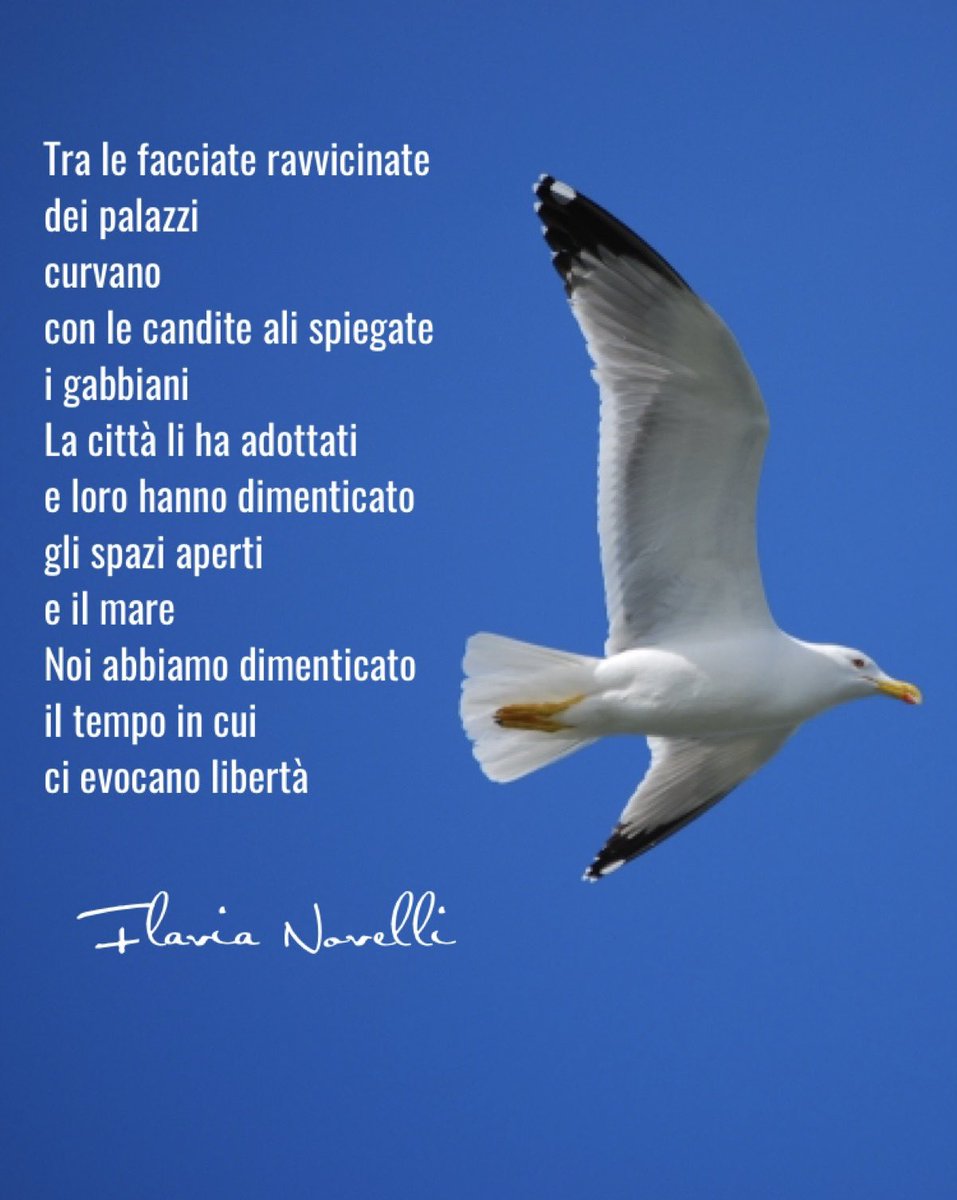 Flavia Novelli tweet media