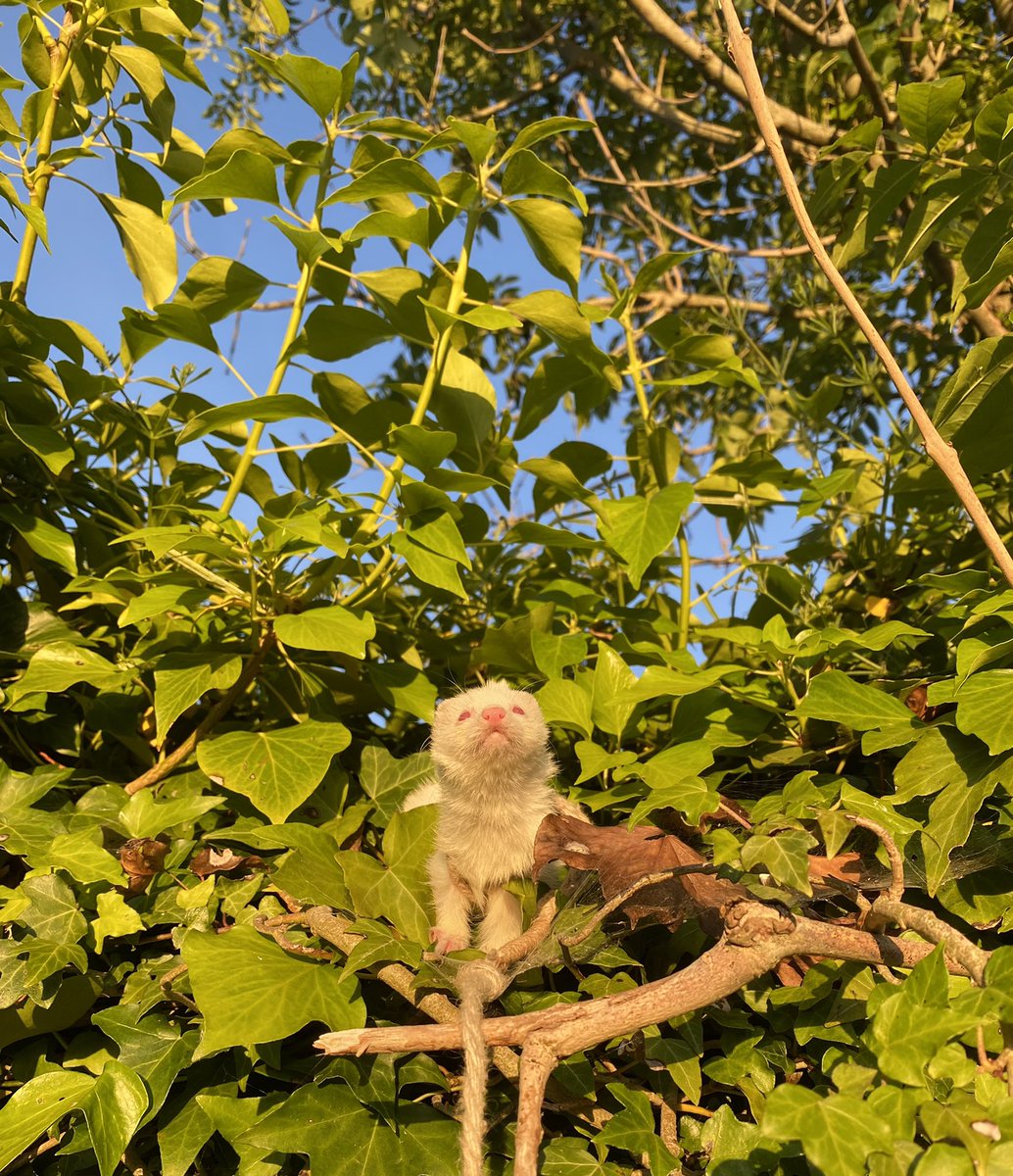 AlexBoletus's tweet photo. Gwenda the #Ferret 's #30DaysWild - Day 14: a sunbath sitting in the ivy. Warm weather after the recent rain makes everything smell very interesting https://t.co/7qSeKodWrK