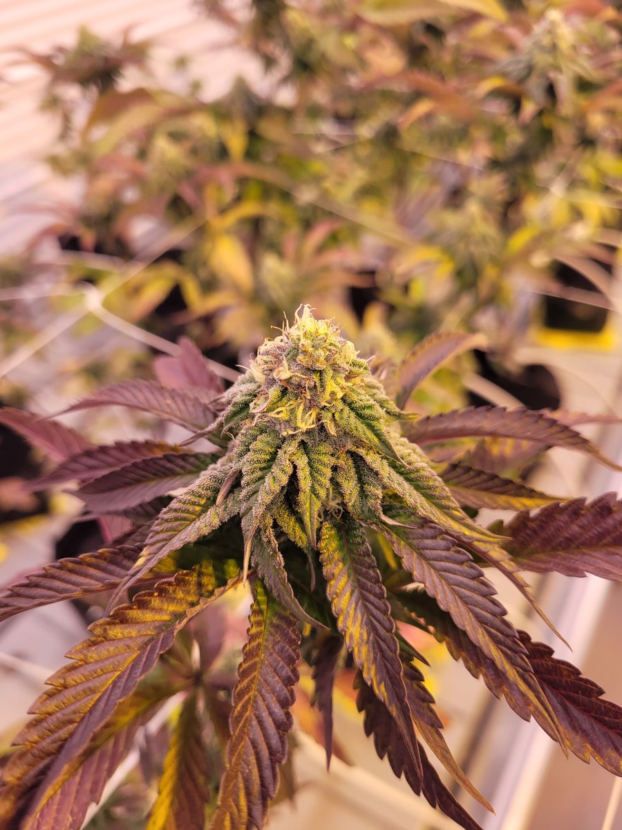 CanCanServe's tweet image. Beautiful #CannabisCommunity #cannabisindustry #Westcoast #grower #amazinggenetics
#bcgrow