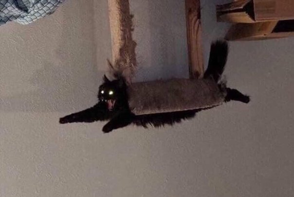 манго🪦 tweet media