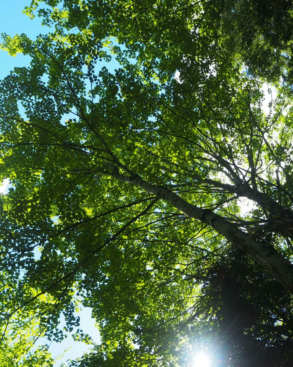 pitchaya's tweet image. Into the woods: from today's #BreadLoaf2022 nature walk with Middlebury environmental studies professor Marc Lapin. #BreadLoaf #BLWC