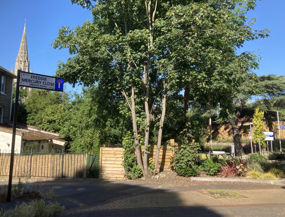 BridgeHousePond's tweet photo. Freddie Mercury rose in full bloom at entrance to Freddie Mercury Close #FelthamInBloom @OfFeltham https://t.co/pUdRcJKqxp