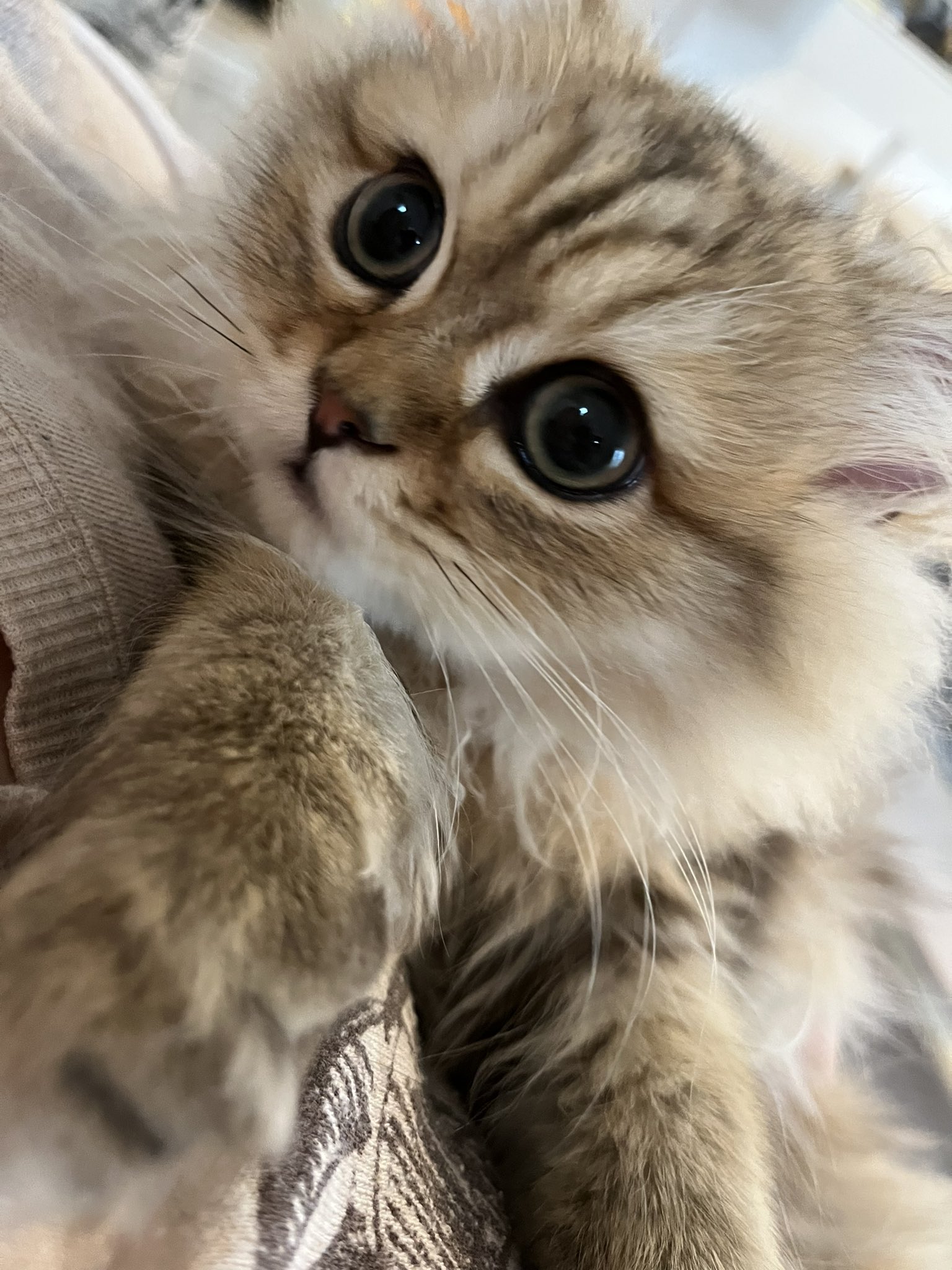 チンチラゴールデンのぽたろう 朝からママに甘え中 猫 ペルシャ猫 チンチラ チンチラゴールデン 猫好きさんと繋がりたい 猫がいる幸せ 猫がいる生活 T Co 2wjl90jdb3 Twitter