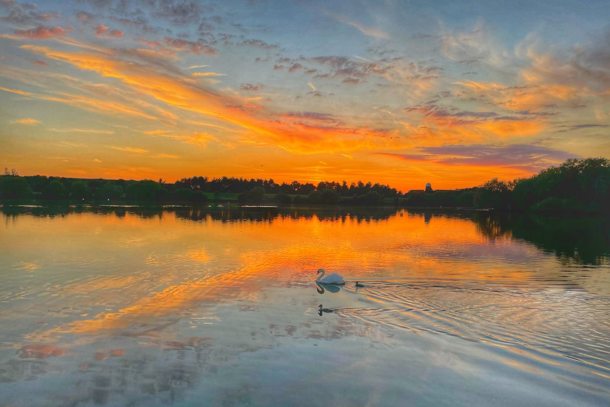 Sunset swans and swanlets ⁦<a href="/scenesfromMK/">scenesfromMK</a>⁩